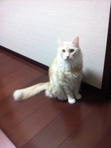 Keiko Kitagawa's cat Jill