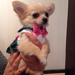 Chihuahua dressed as Sailor Jupiter