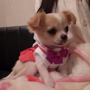Chihuahua dressed as Sailor Mars