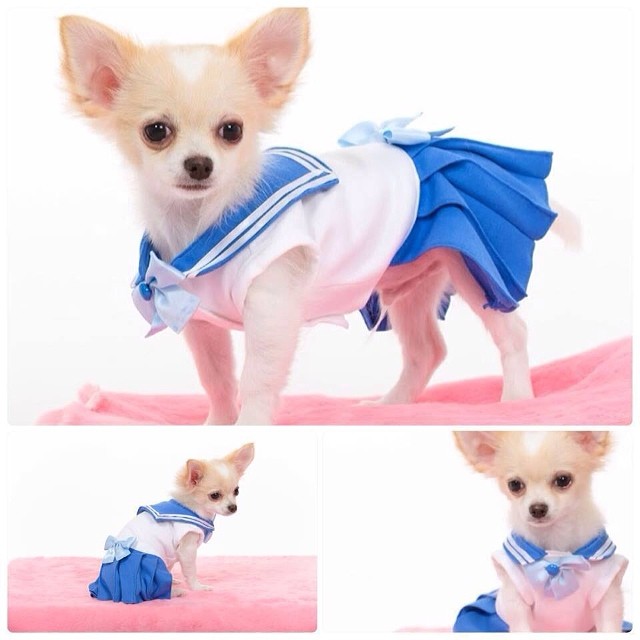Chihuahua dressed as Sailor Mercury