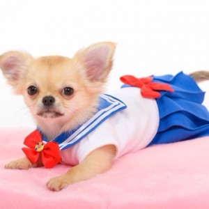 Chihuahua dressed as Sailor Moon