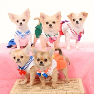 Chihuahuas dressed as characters from Sailor Moon