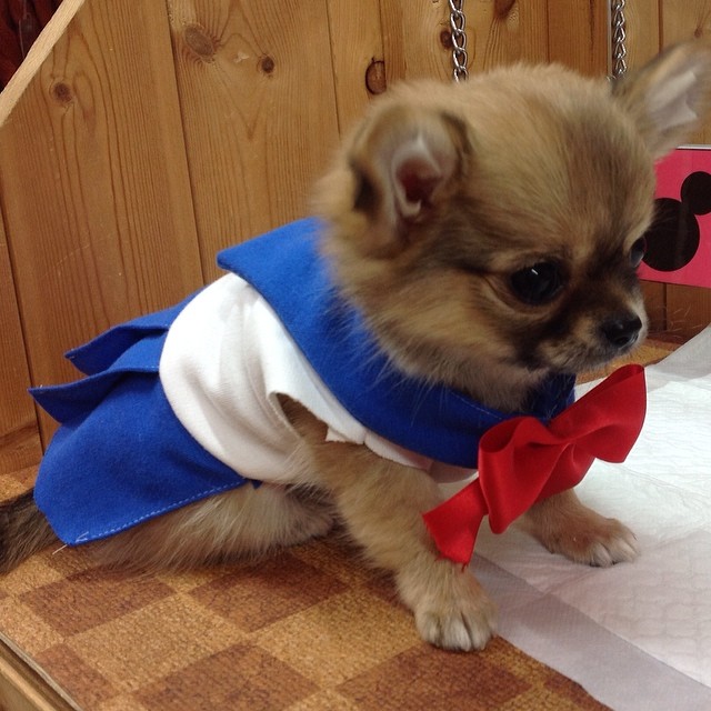 Chihuahua dressed as Sailor Moon