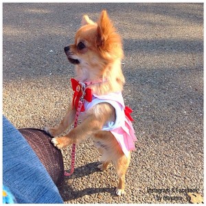 Chihuahuas in Sailor Moon costumes - Sailor Chibi Moon