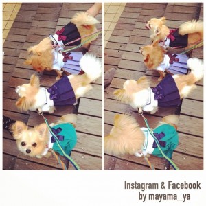 Chihuahuas in Sailor Moon costumes - Sailor Pluto, Sailor Saturn, Sailor Uranus and Sailor Neptune